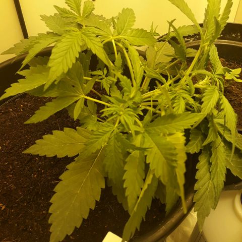 #2 Åse growlog timeline photo