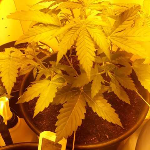 #3 Slutty mama  growlog timeline photo