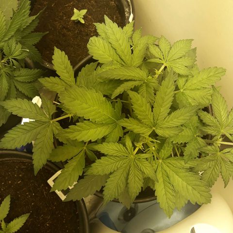 #3 Slutty mama  growlog timeline photo