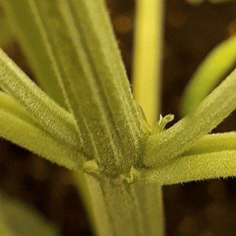 #3 Slutty mama  growlog timeline photo
