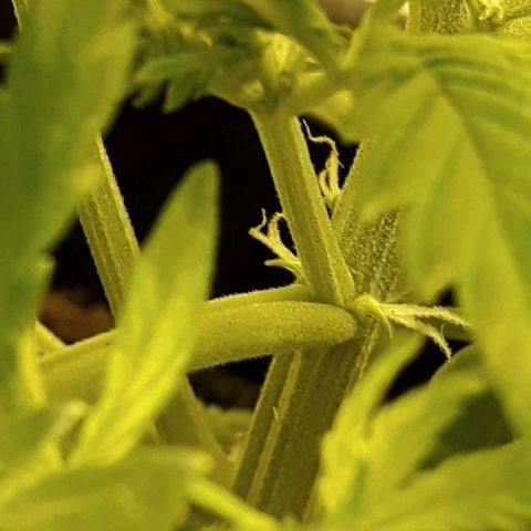 #2 Åse growlog photo: She's a girl😁🍾👍