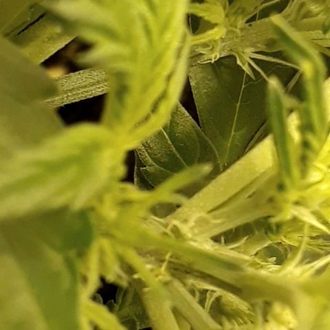 #1 Thoril growlog photo: She's a girl🍾😁👍