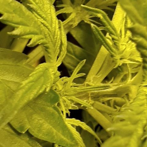 #1 Thoril growlog photo: She's a girl🍾😁👍