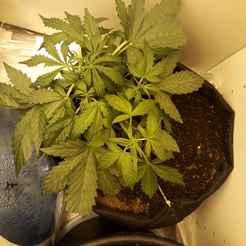 #1 Thoril growlog timeline photo