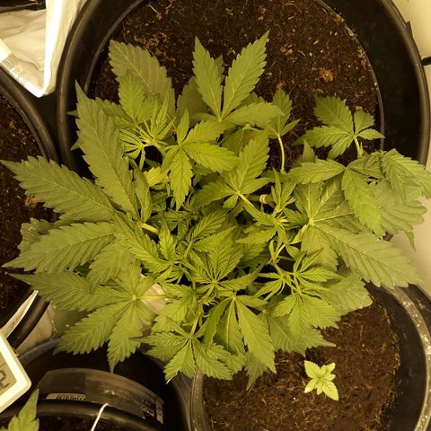 #2 Åse growlog timeline photo