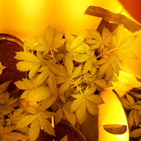 #3 Slutty mama  growlog timeline photo