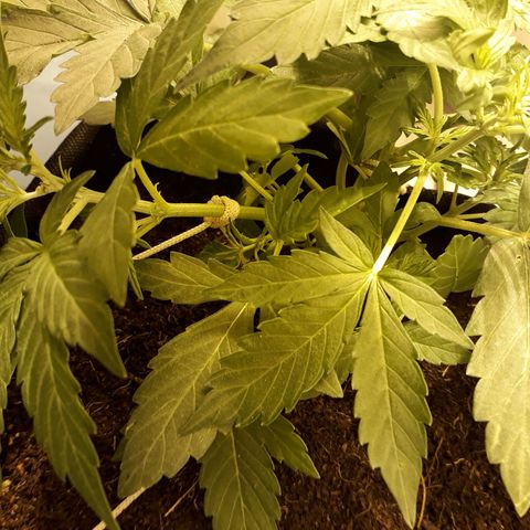 #1 Thoril growlog timeline photo