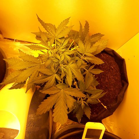 #1 Thoril growlog timeline photo