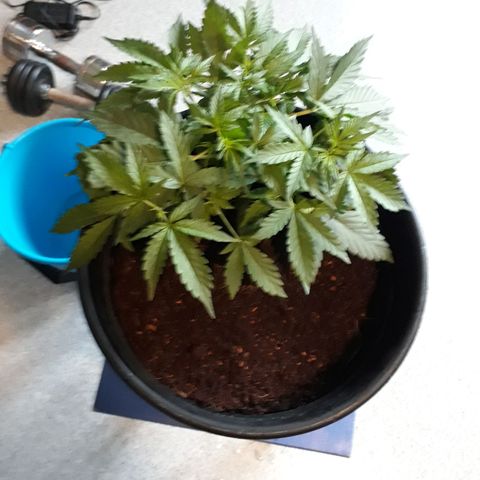 #2 Åse growlog timeline photo