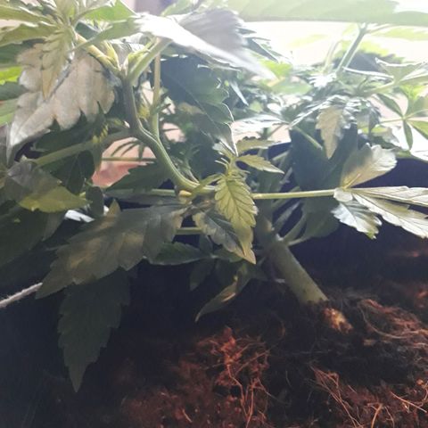 #2 Åse growlog timeline photo