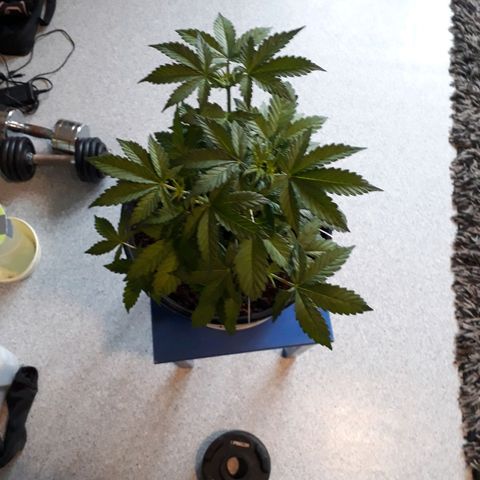 #3 Slutty mama  growlog timeline photo