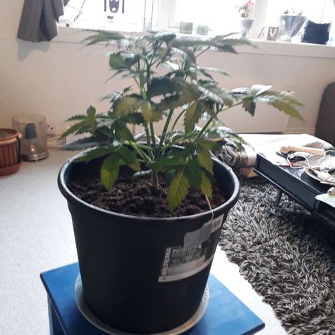 #3 Slutty mama  growlog timeline photo