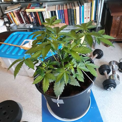 #3 Slutty mama  growlog timeline photo