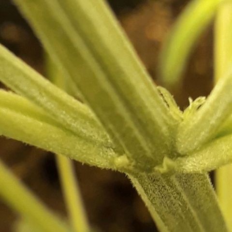 #3 Slutty mama  growlog timeline photo