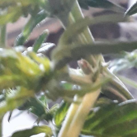 #3 Slutty mama  growlog timeline photo