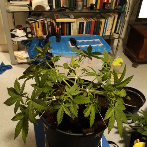 #3 Slutty mama  growlog timeline photo