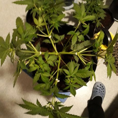#3 Slutty mama  growlog timeline photo