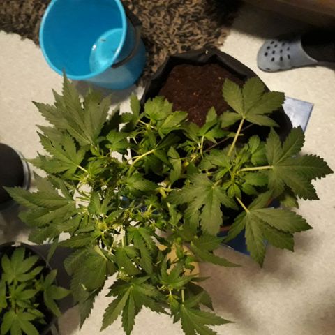 #1 Thoril growlog timeline photo