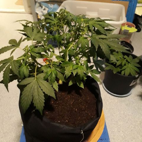 #1 Thoril growlog timeline photo