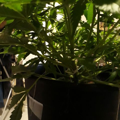#2 Åse growlog timeline photo
