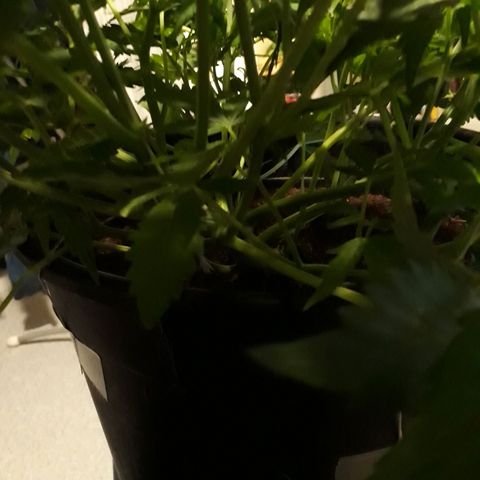#2 Åse growlog timeline photo
