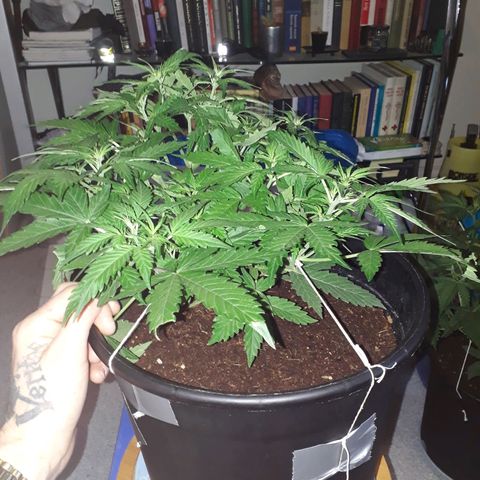 #2 Åse growlog timeline photo