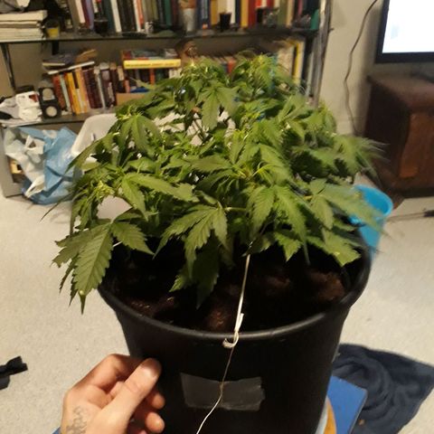 #2 Åse growlog timeline photo