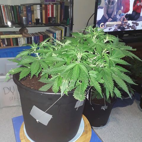 #2 Åse growlog timeline photo