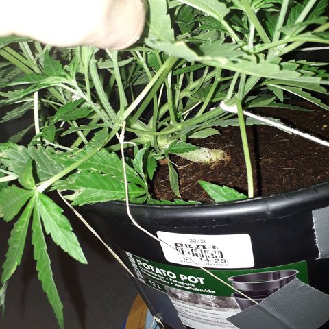 #2 Åse growlog timeline photo