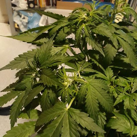 #2 Åse growlog timeline photo