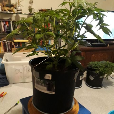 #3 Slutty mama  growlog timeline photo