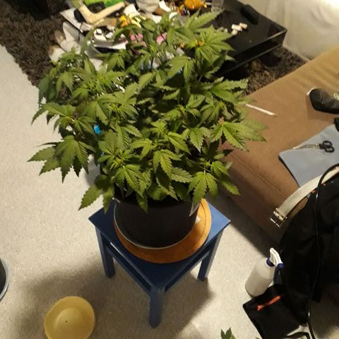 #3 Slutty mama  growlog timeline photo