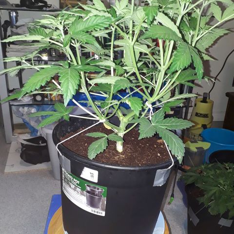 #3 Slutty mama  growlog timeline photo
