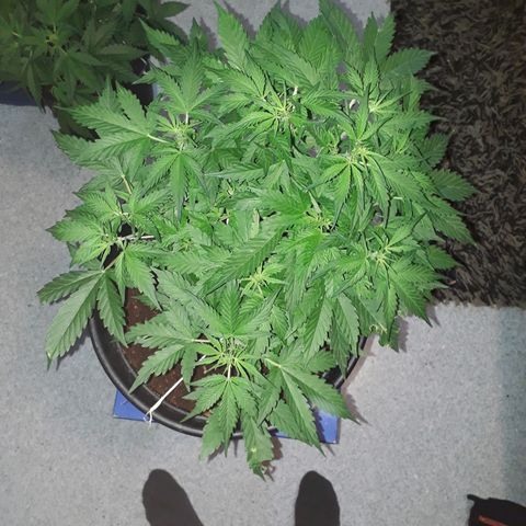#3 Slutty mama  growlog timeline photo