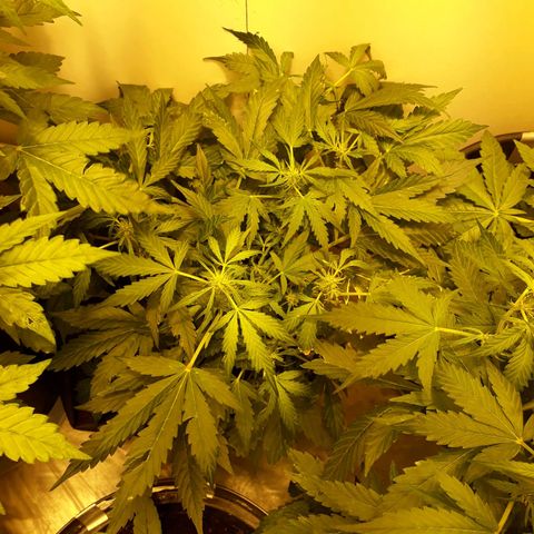 #1 Thoril growlog timeline photo
