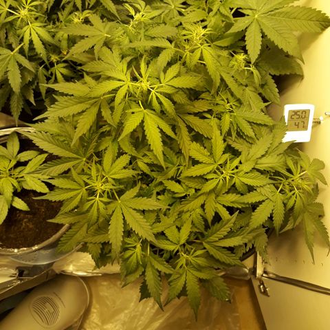 #2 Åse growlog timeline photo