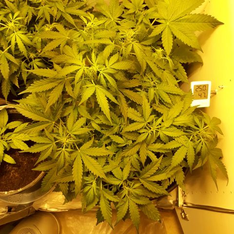 #2 Åse growlog timeline photo