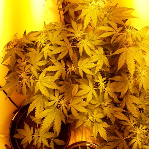 #3 Slutty mama  growlog timeline photo