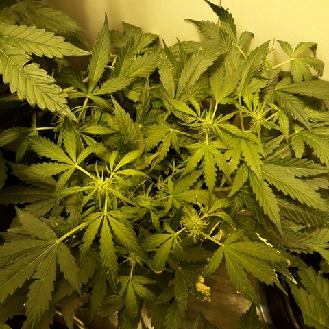 #1 Thoril growlog timeline photo