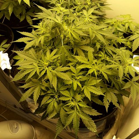 #2 Åse growlog timeline photo