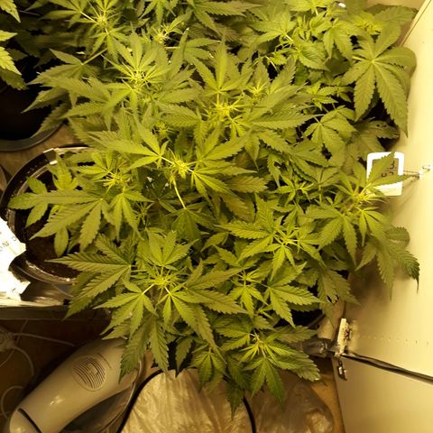#2 Åse growlog timeline photo