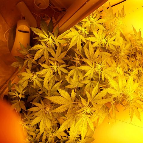 #3 Slutty mama  growlog timeline photo