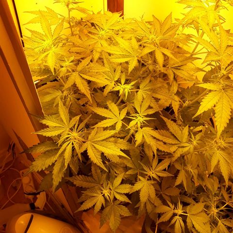 #3 Slutty mama  growlog timeline photo