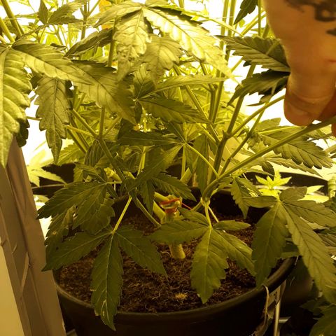 #3 Slutty mama  growlog timeline photo