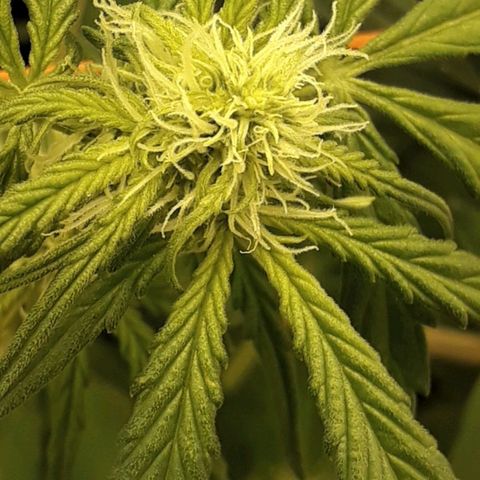 #3 Slutty mama  growlog timeline photo