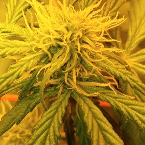 #3 Slutty mama  growlog timeline photo