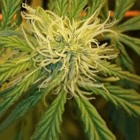 #3 Slutty mama  growlog timeline photo