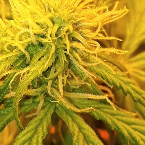 #3 Slutty mama  growlog timeline photo