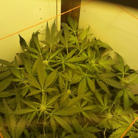 #1 Thoril growlog timeline photo