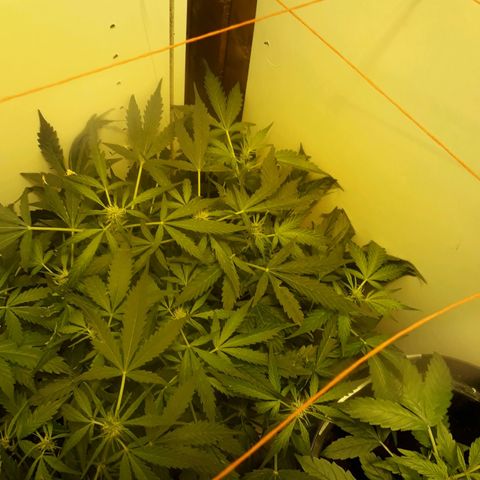 #1 Thoril growlog timeline photo